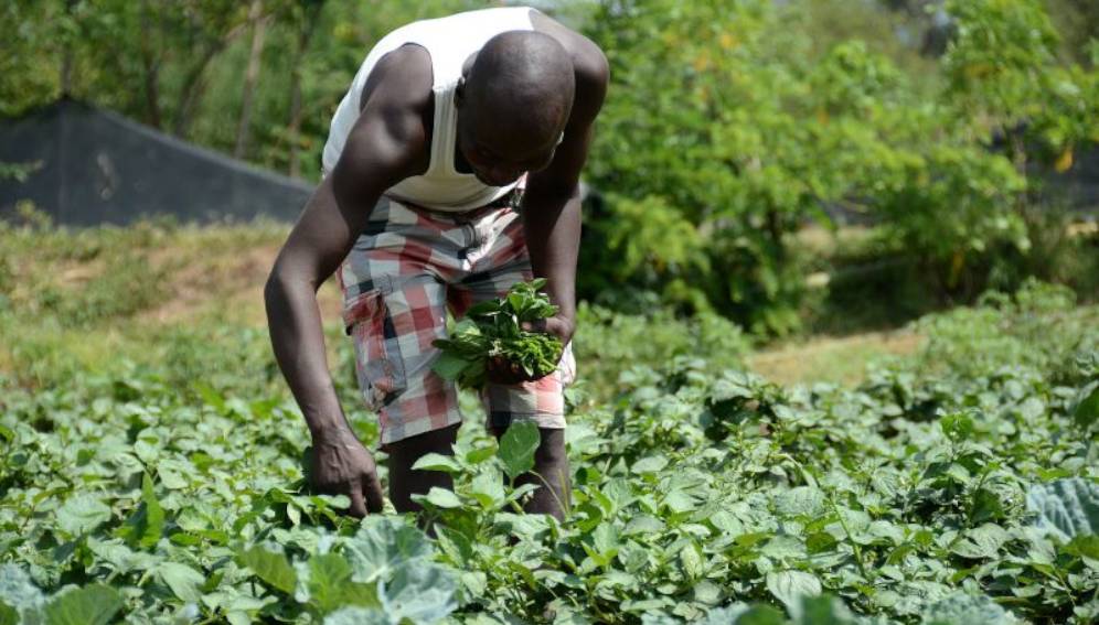 
          Agriculture en Afrique 