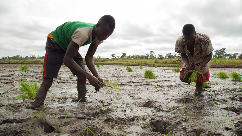
          L’agriculture en Afrique