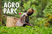 
          Le projet agricole  d’agro parc
