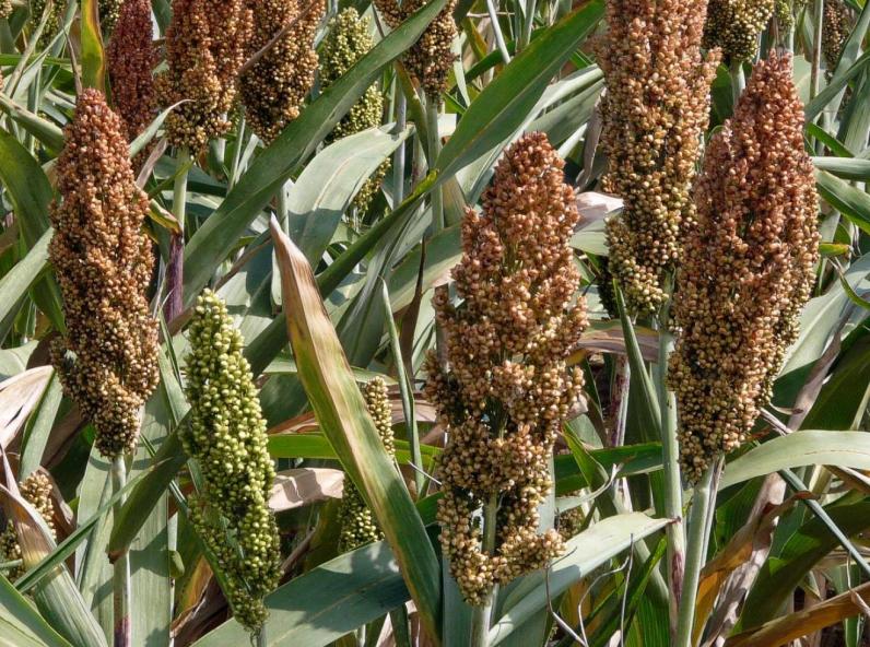 
          La Chronique Matières premières agricoles au 