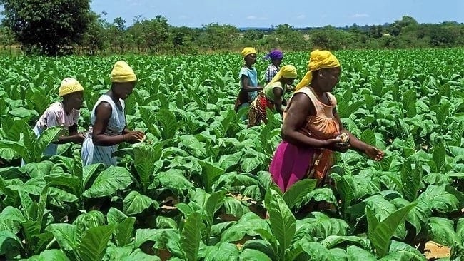 
          Financement agricole 