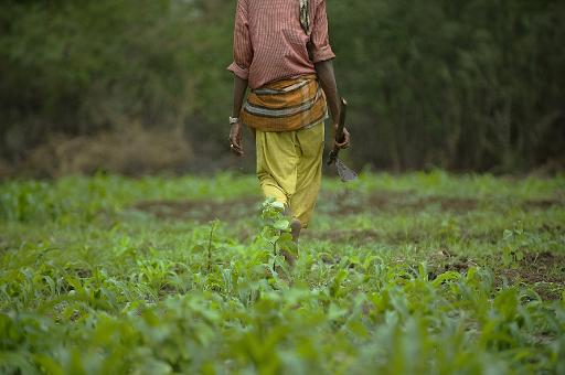 
          Les startup agricoles en Afrique 