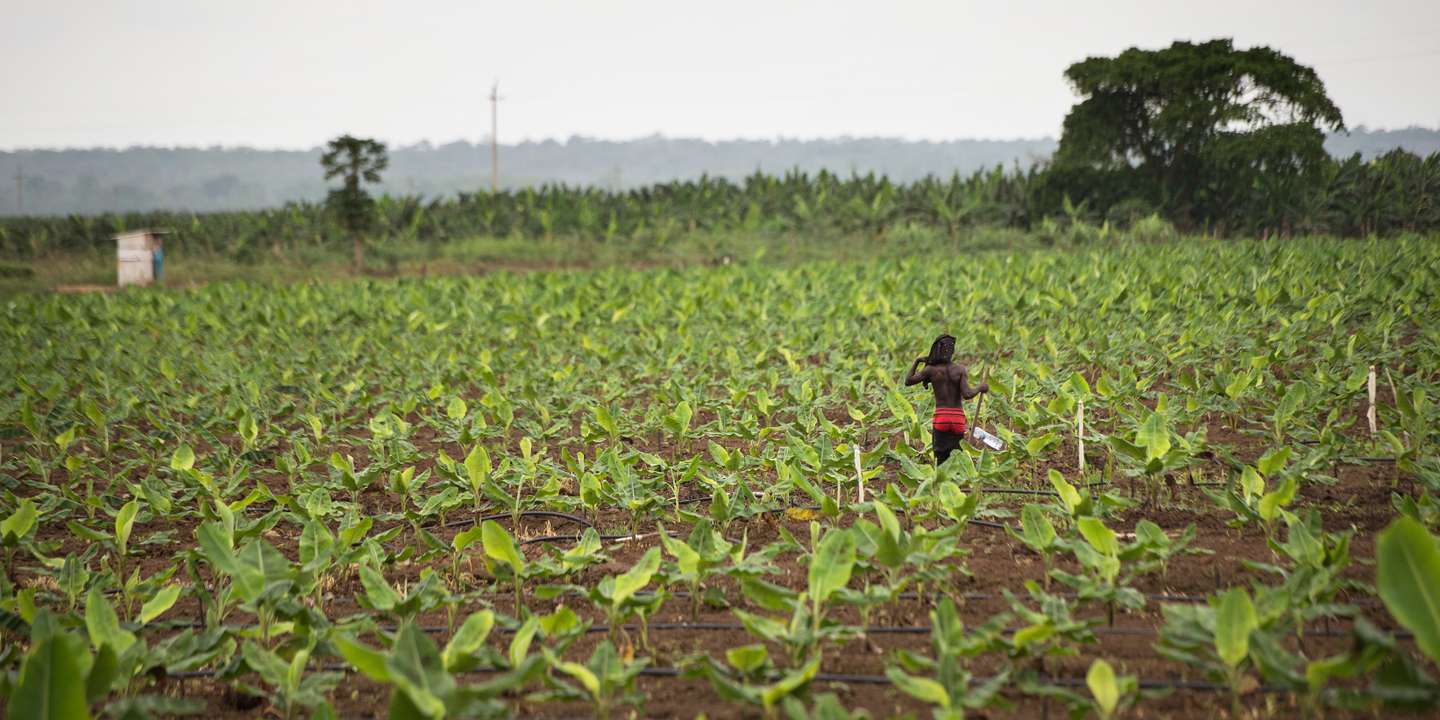 
          L’agriculture en Afrique 