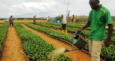 
          Chaîne de valeur agricole