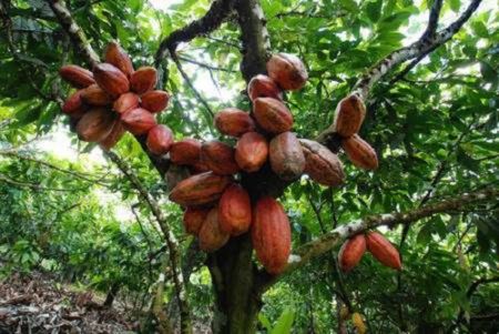 
          Le cacao 