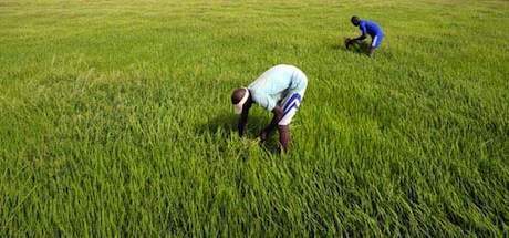 
          La mécanisation agricole au Bénin