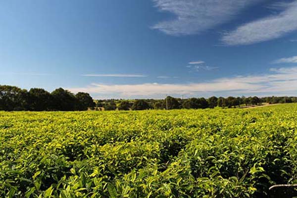 
          Jeunesse et agriculture 