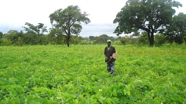 
          La terre agricole