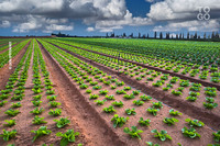 
          Formation agricole 