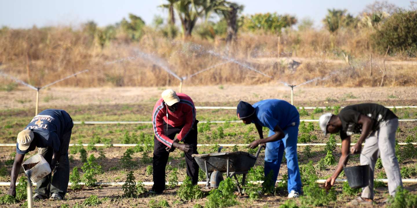 
          Agriculture numérique au Sénégal