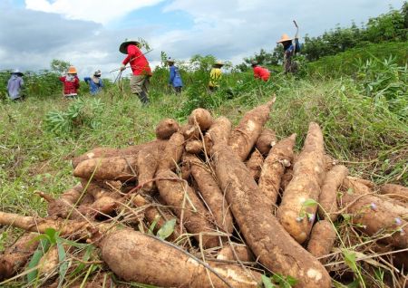
          Recherche agricole 