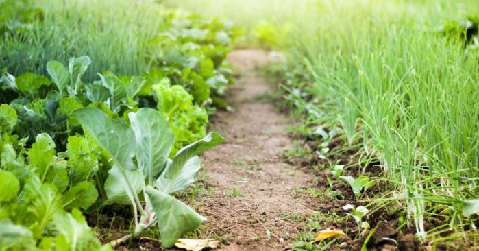 
          L’agriculture urbaine 