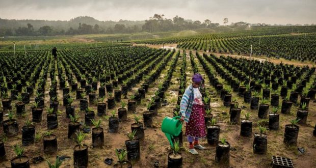 
          La Chronique Matières premières agricoles