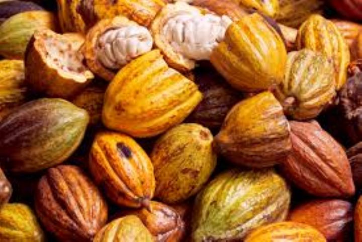 
          Le Cacao 