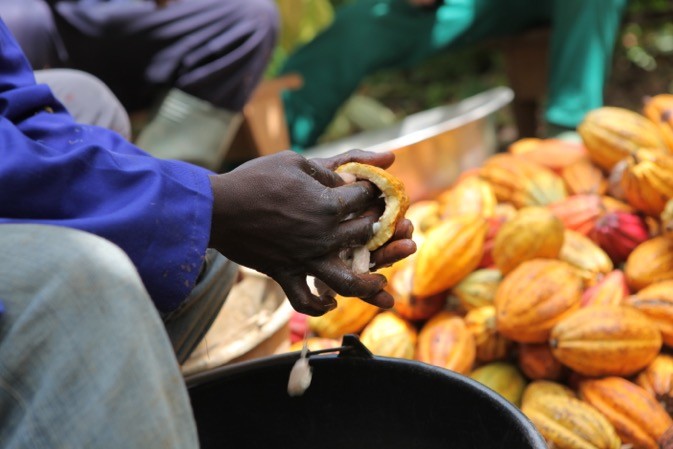 
          Le cacao au Ghana 