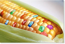 
          Les OGM 