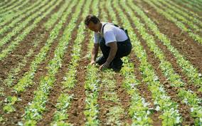 
          Les intrants agricoles