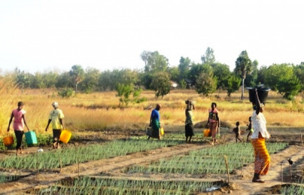 
          Projet agricole 