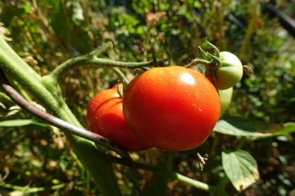 
          Produits bio