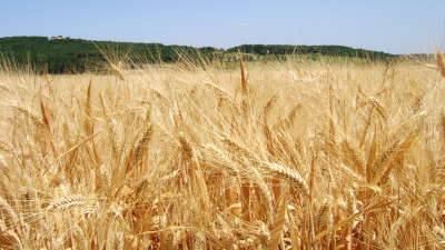 
          La Chronique Matières premières agricoles au 27 juin 2019 