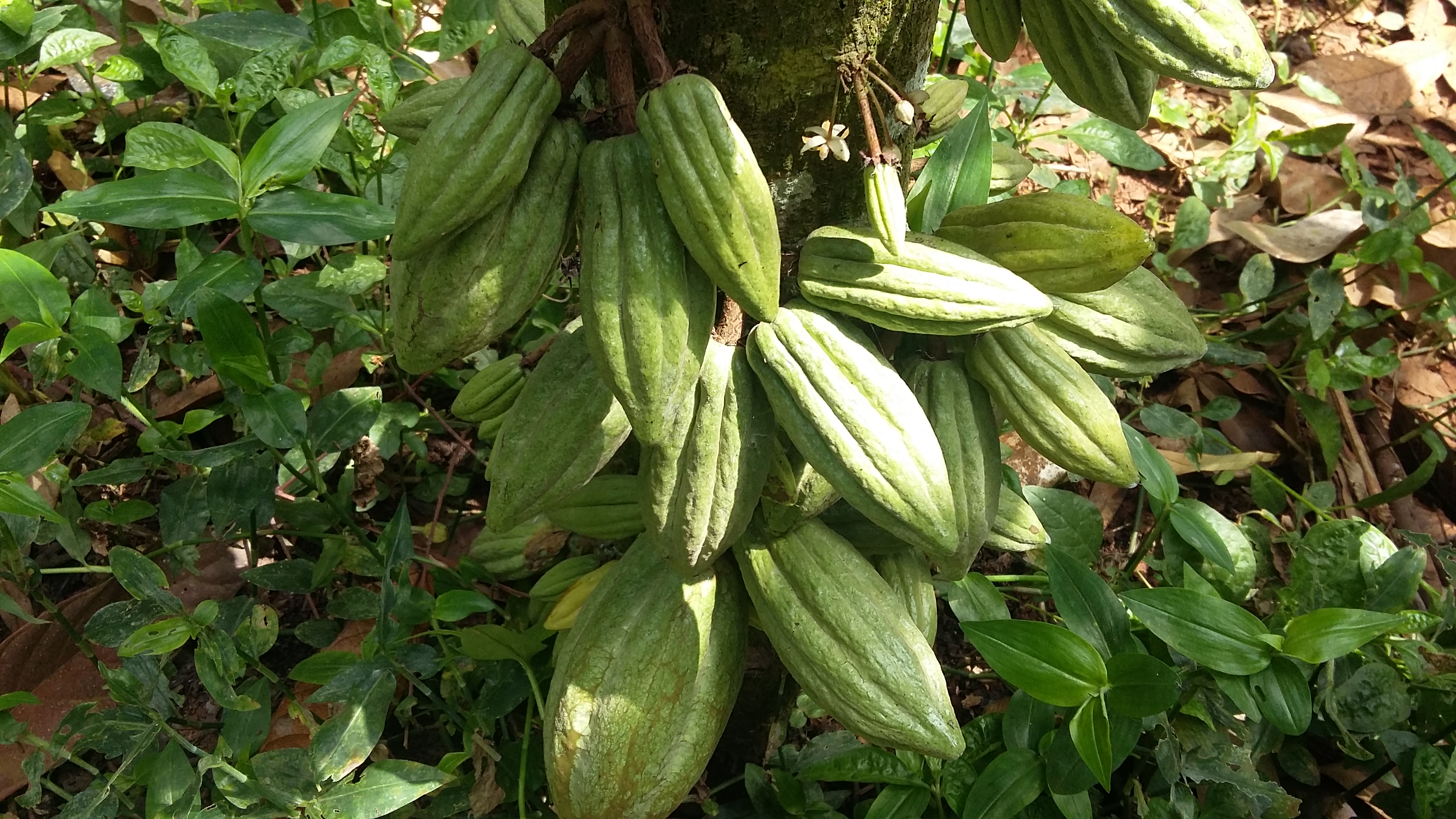 
          Le cacao