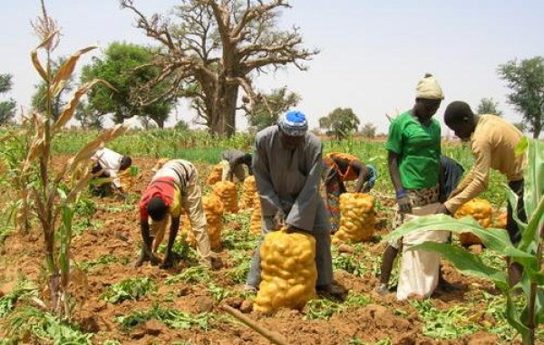 
          Production agricole au Togo