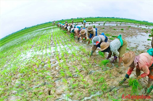 
          Agriculture en Afrique 