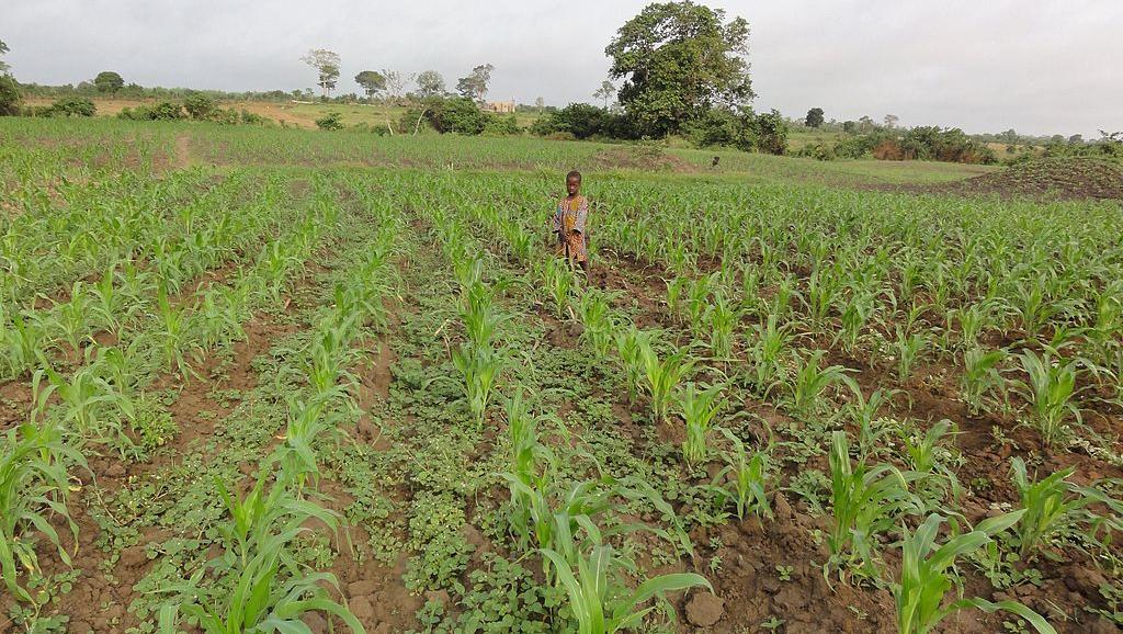 
          Le Togo et ses exportations agricoles 