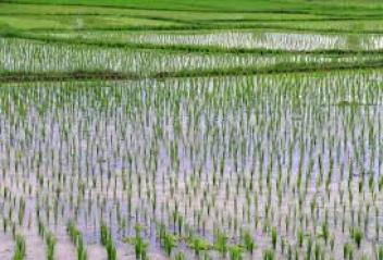 
          Le riz 