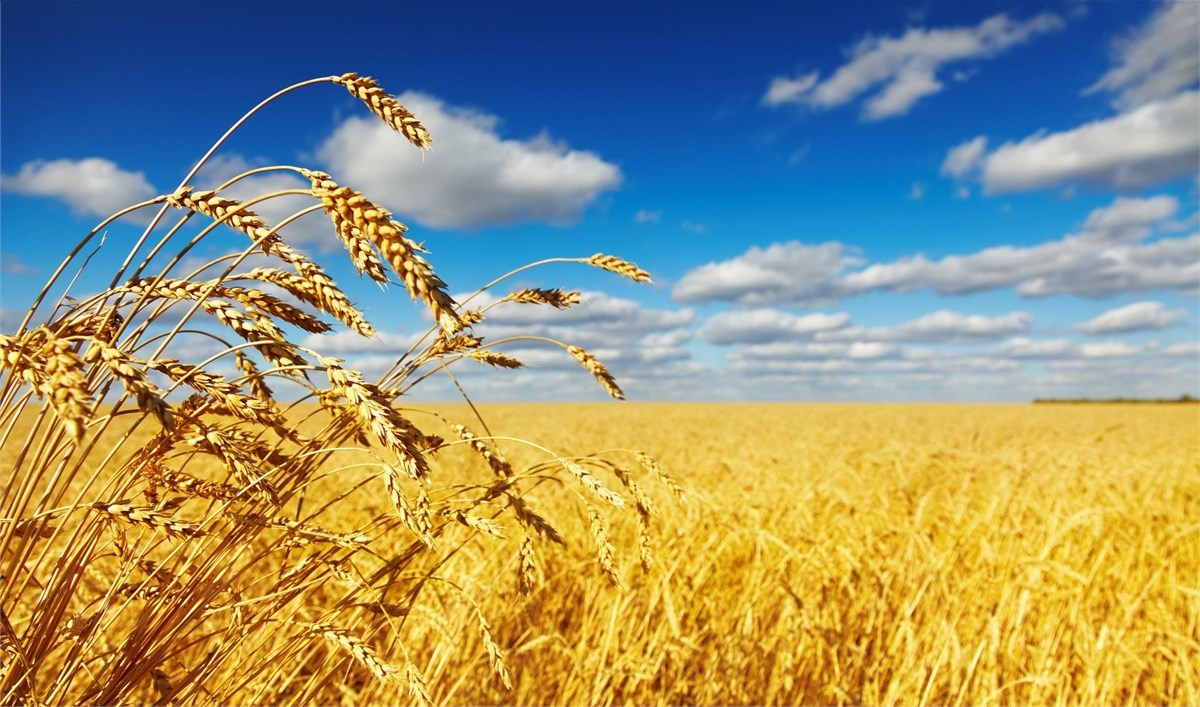 
          L’assurance Agricole 