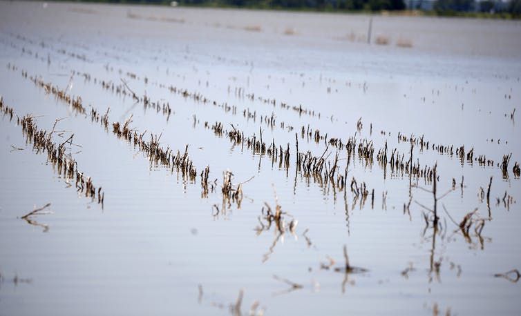 
          Changements climatiques et rendements agricoles 