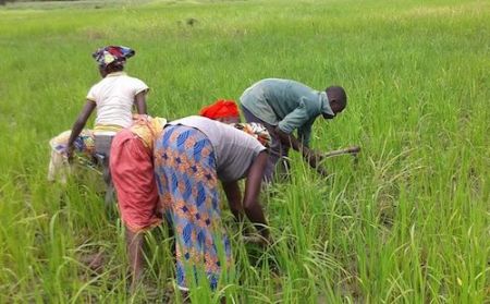 
          La production du riz au Niger