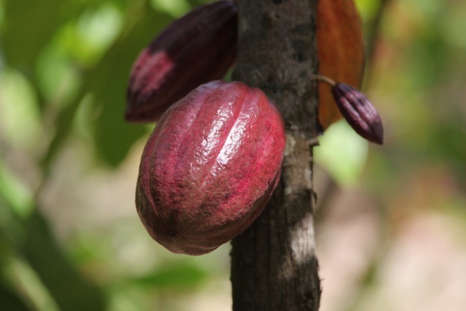 
          Le marché du cacao