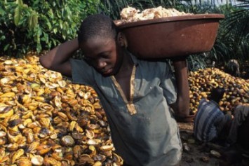 
          Les enfants dans le cacao