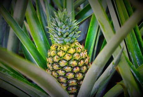 
          La filière ananas au Togo