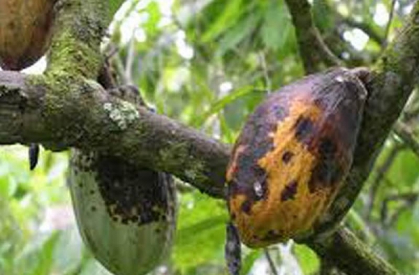 
          Le Cacao au Ghana 