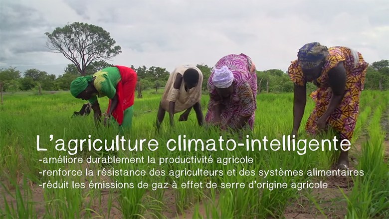 
          L’agriculture climato-intelligente 