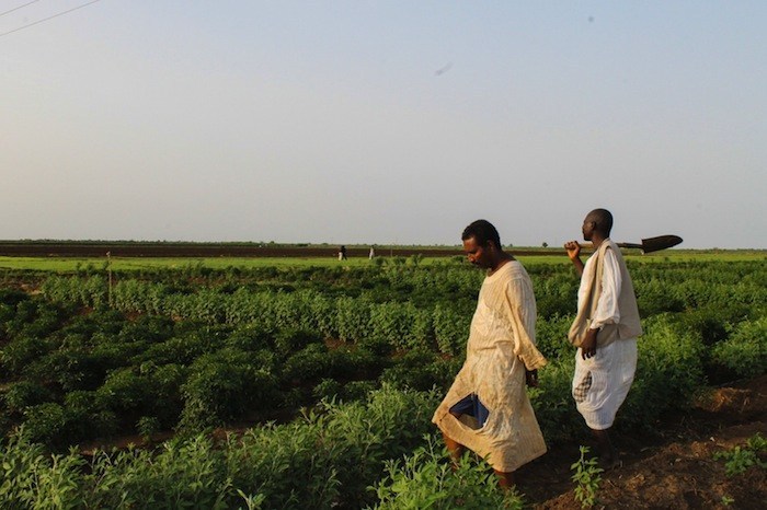 
          Sécurité alimentaire et agriculture 
