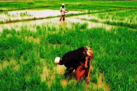 
           Les petits exploitants agricoles
