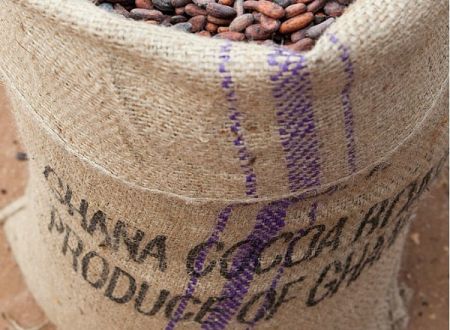 
          Au Ghana le prix minimum du cacao qui tant déferlé la chronique connaîtra une hausse la saison prochaine 