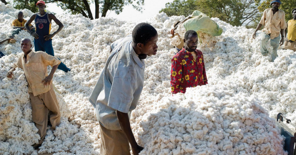 
          De nombreux acteurs de la filière coton tirent profit de sa relance au Bénin.
