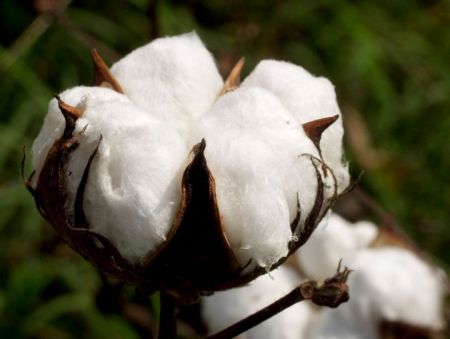 
          Après des hausses fulgurantes, le Zimbabwe voit sa production cotonnière chuter. 