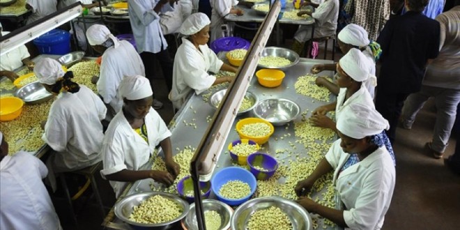 
          La Côte d’Ivoire; premier producteur mondial de noix de cajou veut accroître la transformation. 