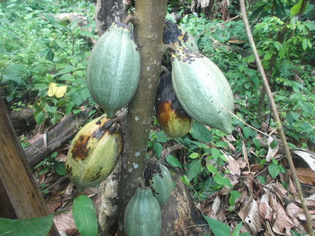 
           Cocoanet: une application mobile au Ghana qui vise à lutter contre les maladies et les ravageurs du cacao.  
