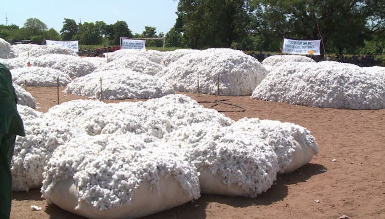 
          Une hausse de la production du coton fort probable pour la campagne 2019/2020