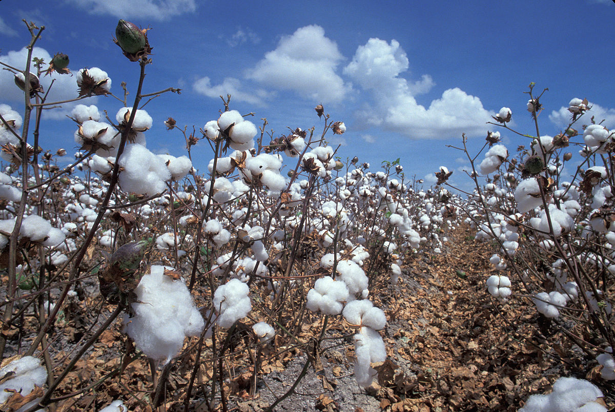 
          Introduction du coton génétiquement modifié au Kenya. 