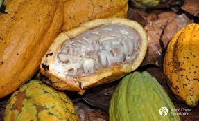 
          En côte d’Ivoire, une révision du prix garanti du cacao attend son entré en vigueur.