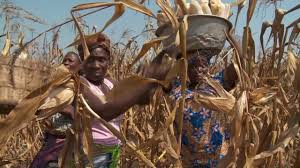 
          Les filières  se prêtant à la mise en place d’une assurance agricole au Togo.