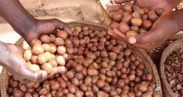 
          Filière karité: La campagne de commercialisation 2019/20 des amandes de karité au Bénin