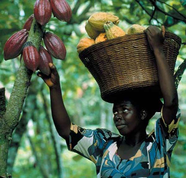 
          L’actualité du cacao au Ghana, en Côte d'Ivoire, en Indonésie à l’orée de la nouvelle campagne